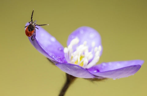 Why is Lyme Disease a Parasitic Infection?